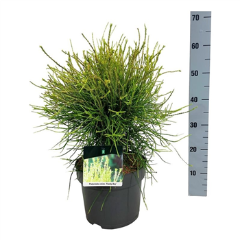Platycladus orientalis 'Franky Boy' F00009473