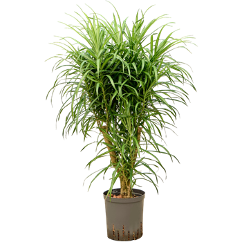 Pleomele (Dracena) 'Anita Variegata' 1PLANVT16