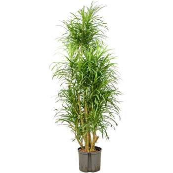 Pleomele (Dracena) 'Anita Variegata' 1PLANVT33