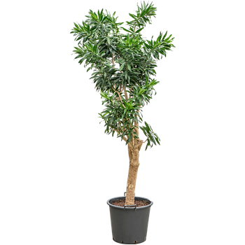 Pleomele (Dracena) reflexa 4PLREVT53