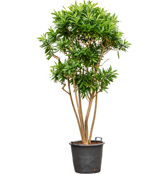 Pleomele (Dracena) reflexa 'Song of Sri Lanka' (220/240) 4PLSSVT72