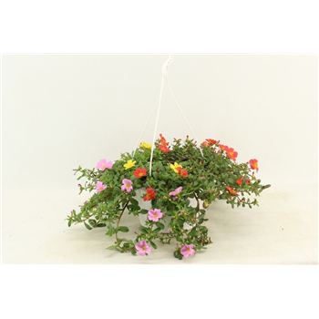 Portulaca grandiflora 'Carnaval Combi' F00009437