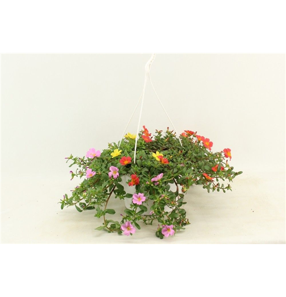 Portulaca grandiflora 'Carnaval Combi' F00009437