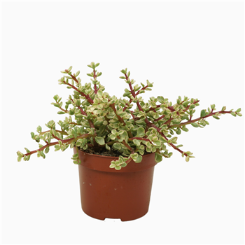 Portulacaria afra 'Variegata' F00001370