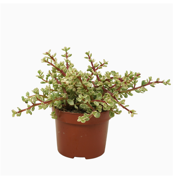 Portulacaria afra 'Variegata' F00001370