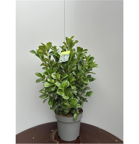 Prunus laurocerasus 'Etna' F00009319
