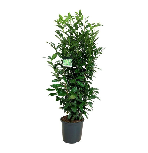 Prunus laurocerasus 'Genolia' F00008946