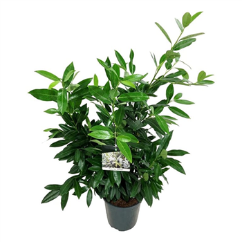 Prunus laurocerasus 'Herbergii' F00003416