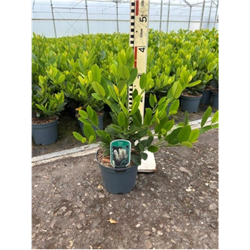 Prunus laurocerasus 'Mano' F00009081