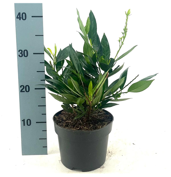 Prunus laurocerasus 'Otto Luyken' F00009160
