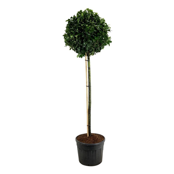 Prunus laurocerasus Etna F00003437