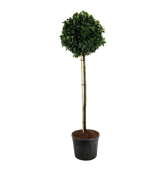 Prunus laurocerasus Etna F00003437
