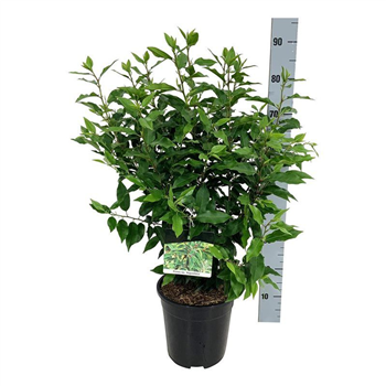 Prunus lusitanica 'Angustifolia' F00004922