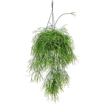 Rhipsalis baccifera 'Oasis' 4RHBAHA27
