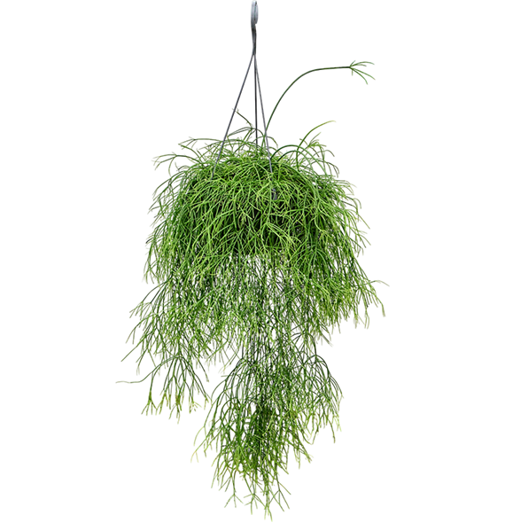 Rhipsalis baccifera 'Oasis' 4RHBAHA27