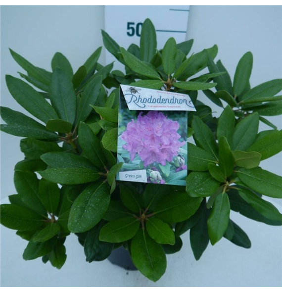 Rhododendron caucasicum 'Boursault' F00009093