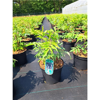 Rhus typhina F00009497