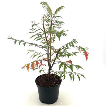 Rhus glabra 'Laciniata' F00009072