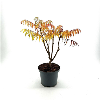 Rhus typhina 'Dissecta' F00008983