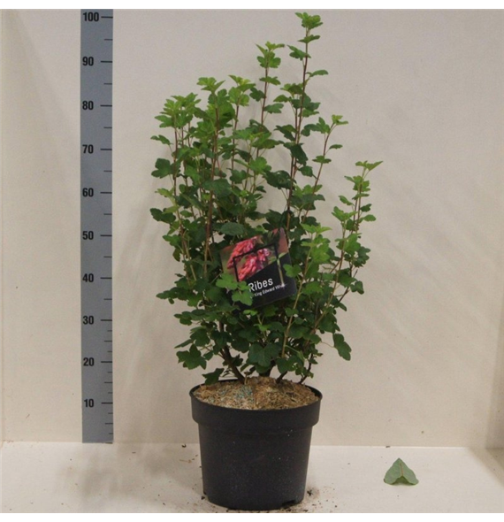 Ribes sanguineum 'King Edward VII' F00009517