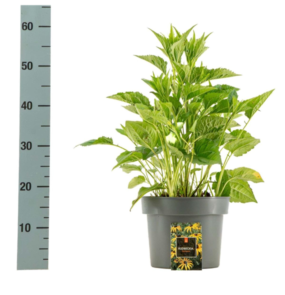 Rudbeckia fulgida 'Goldsturm' F00009112