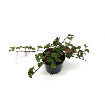Rubus 'Betty Ashburner' F00009503