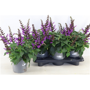 Salvia nemorosa F00009434