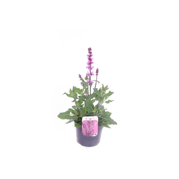 Salvia nemorosa 'Rose Marvel' F00007225