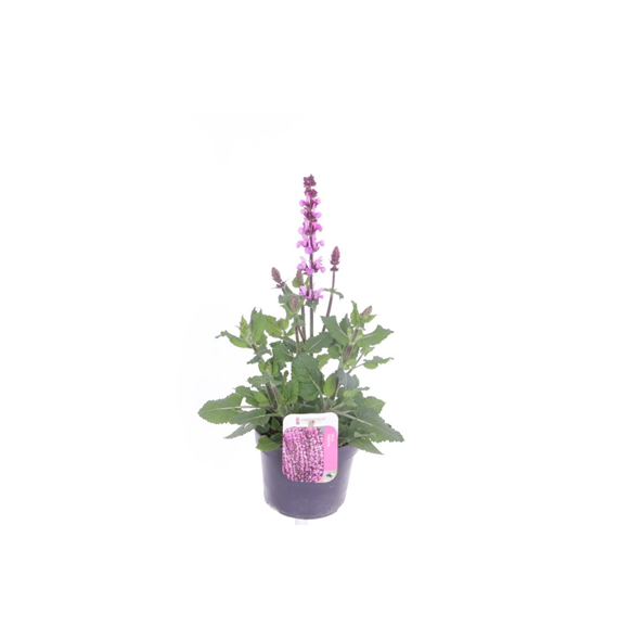 Salvia nemorosa 'Rose Marvel' F00007225