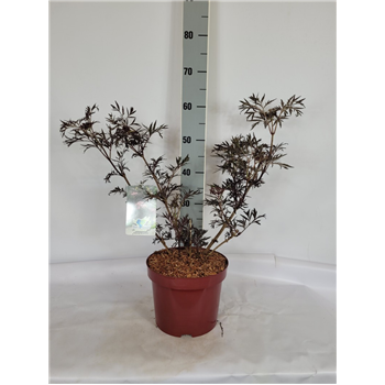 Sambucus nigra 'Black Lace' F00009603