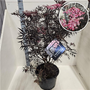 Sambucus nigra 'Black Lace' F00008614