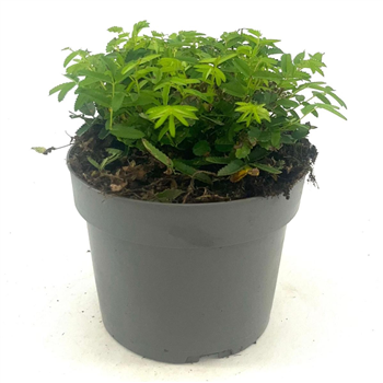Sanguisorba officinalis 'Pink Tanna' F00009114