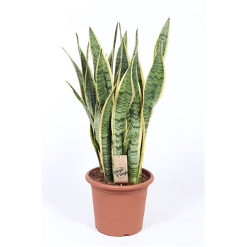 Taščin jezik - Sanseveria trifasciata 'Laurentii' F00005267