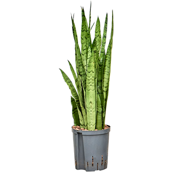 Taščin jezik - Sanseveria trifasciata 'Silver Mist' 1SASMTU32