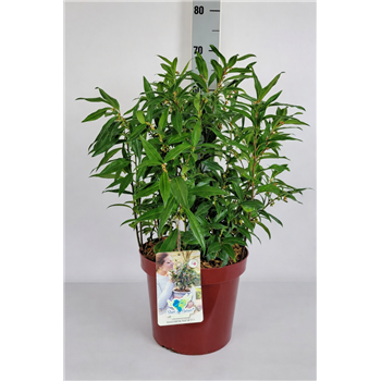 Sarcococca hookeriana 'Humilis' F00009559