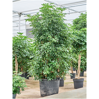 Šeflera arboricola 'Compacta' 4SCARVT71