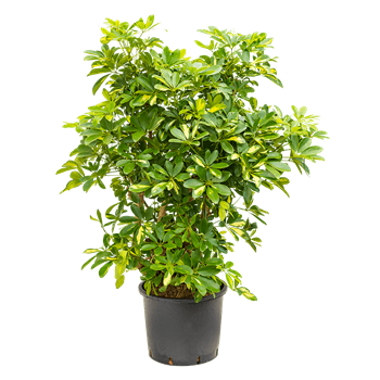 Šeflera arboricola 'Gold Capella' 1SCGCVT14