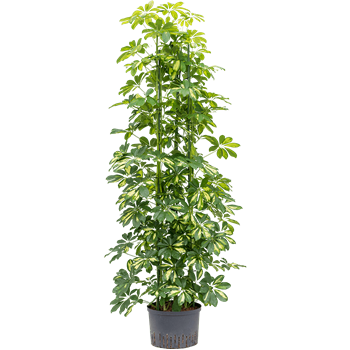 Šeflera arboricola 'Gold Capella' 1SCGC5T10