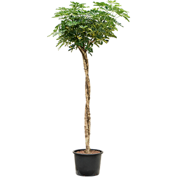 Šeflera arboricola 'Gold Capella' 1SCGCTW20