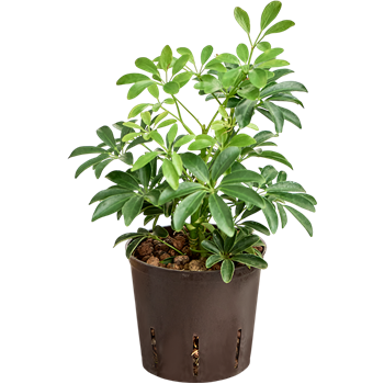 Šeflera arboricola 'Luseana' 2SCAL2T05