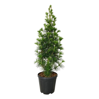 Sciadopitys verticillata 'Joe Kozey' F00009400