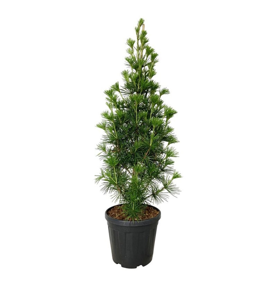 Sciadopitys verticillata 'Joe Kozey' F00009400