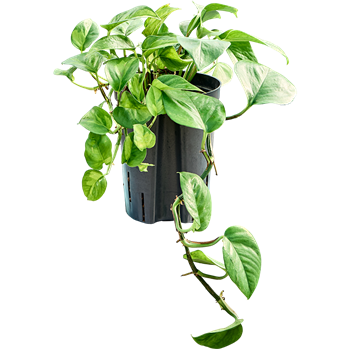 Scindapsus (Epipremnum) 'Global Green 1SCGGHA15