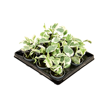 Scindapsus (Epipremnum) 'N'joy' 12/tray 4SCNJBP06