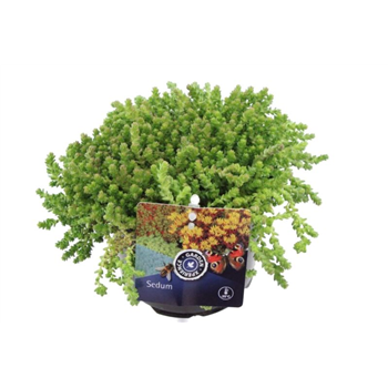 Sedum acre F00003192