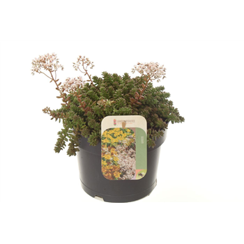 Sedum album 'Coral Carpet' F00003203