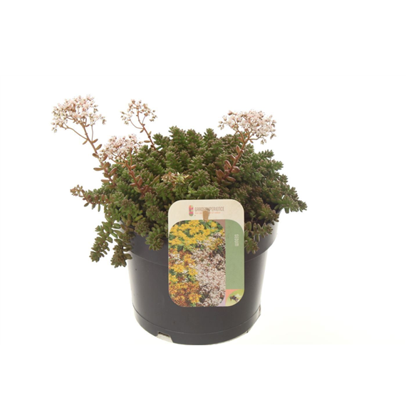 Sedum album 'Coral Carpet' F00003203