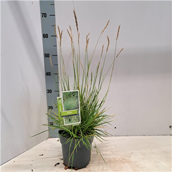 Sesleria nitida F00009609