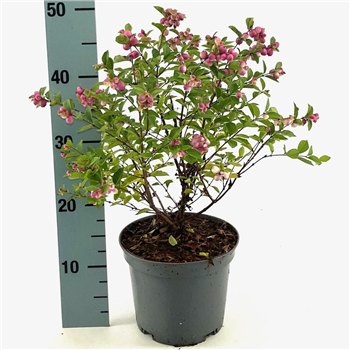 Symphoricarpos 'Magical Temptation' F00009001