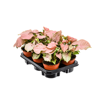 Syngonium 'Neon' 6/tray 4SYNEBP01